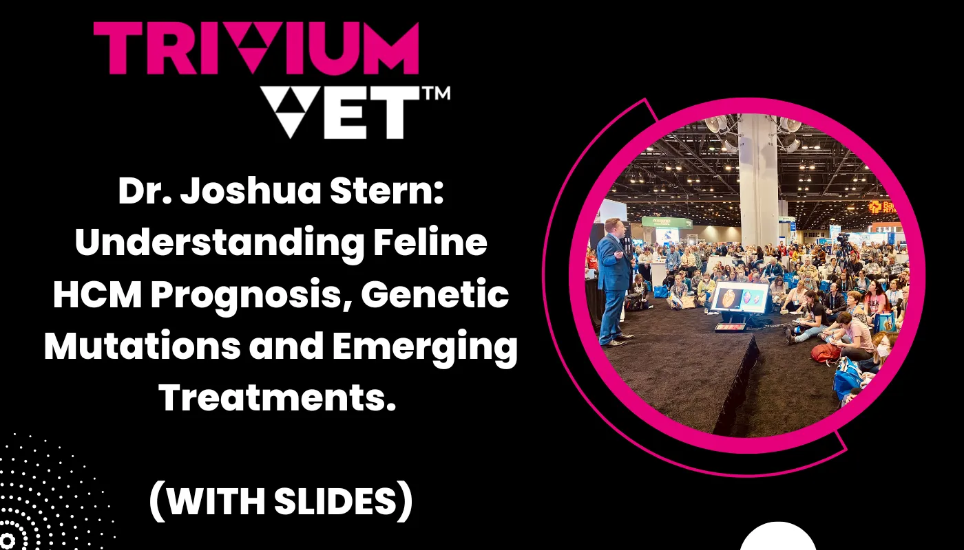 TriviumVet Blog Dr. Stern on understanding feline HCM